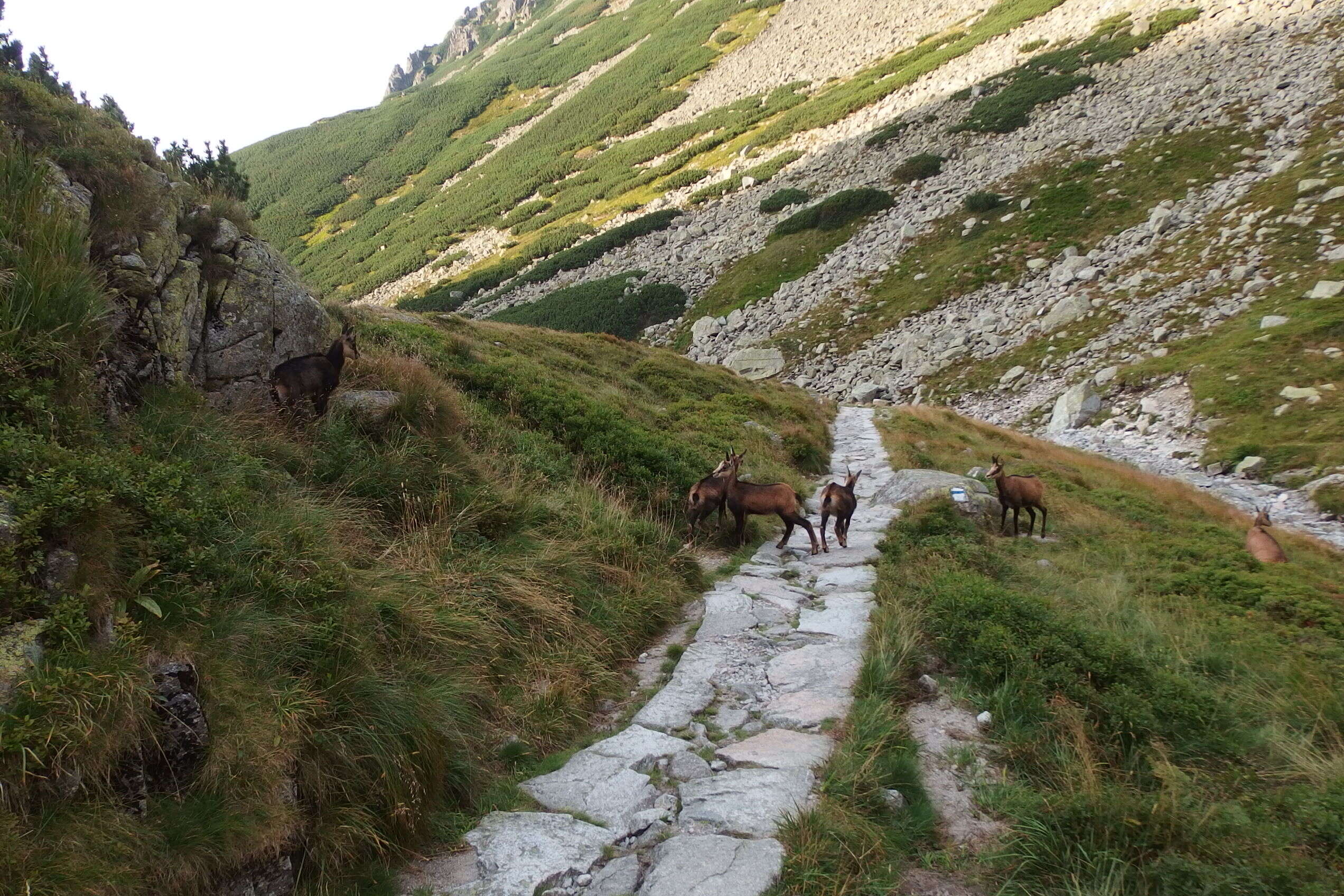 Image of Tatra chamois