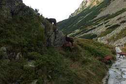 Image of Tatra chamois