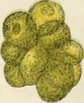 Image of Chlorococcum