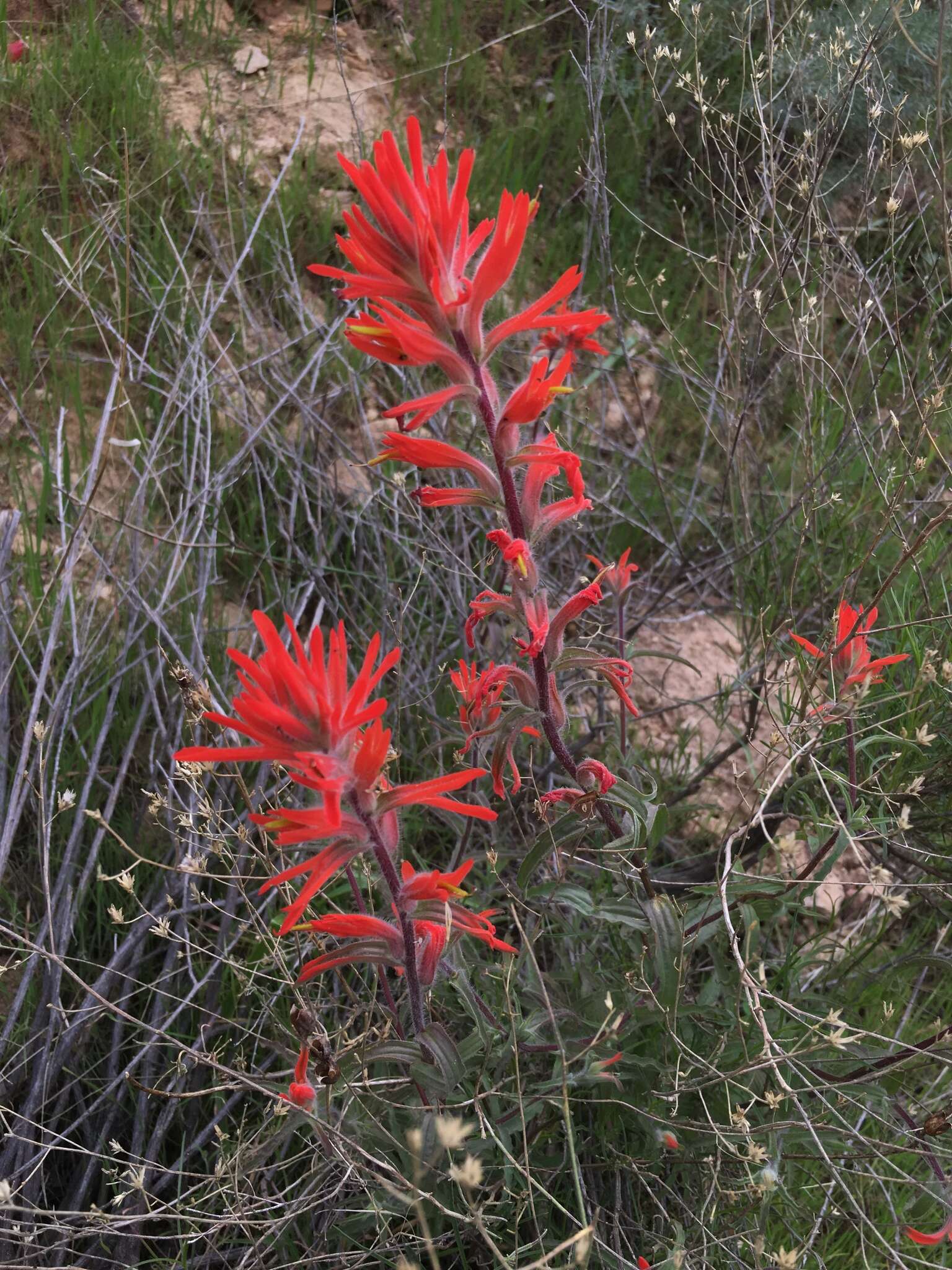 Image of longleaf Indian paintbrush