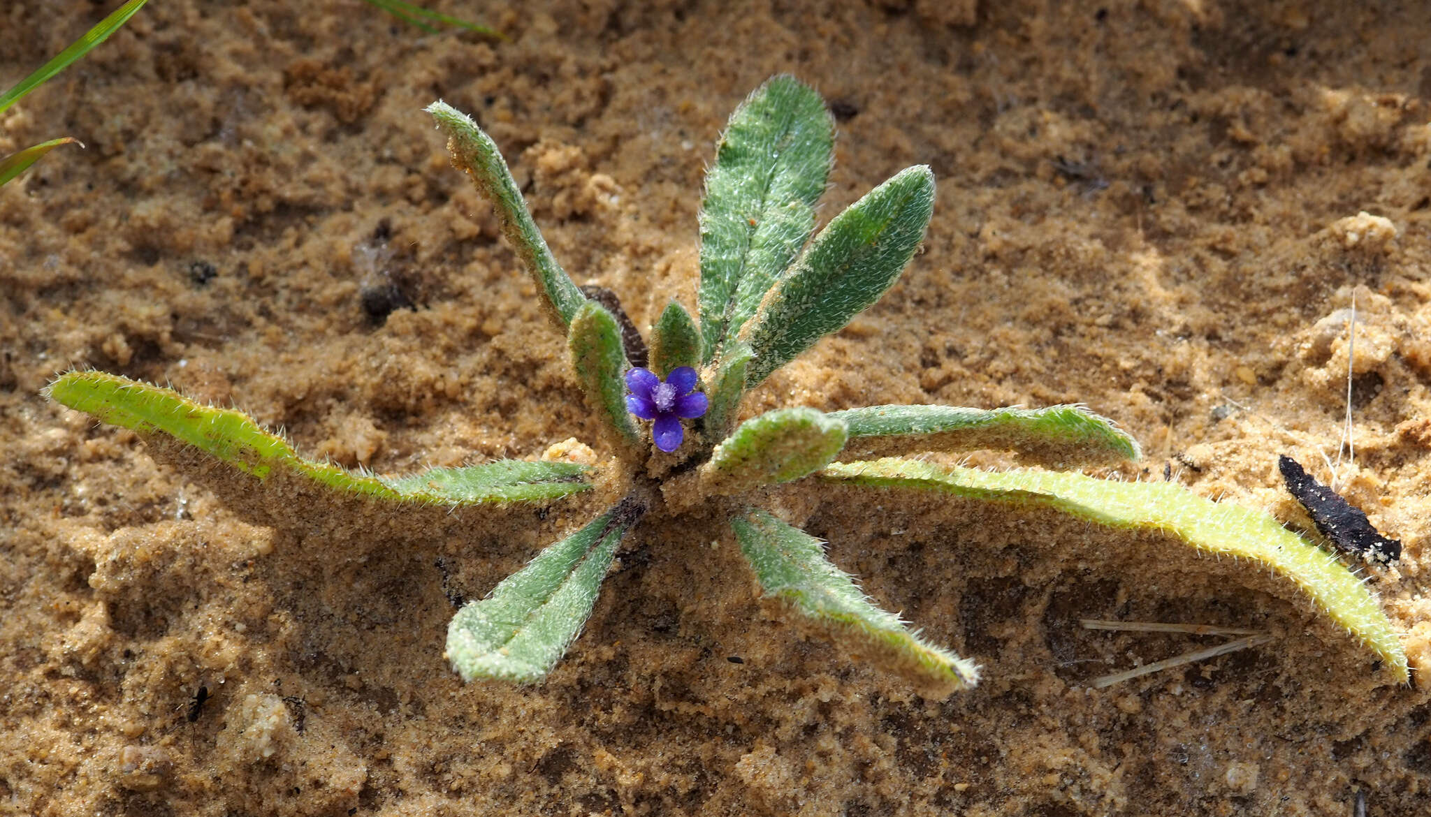 Image of Hormuzakia aggregata (Lehm.) Gusuleac