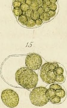 Image of Chlorococcum