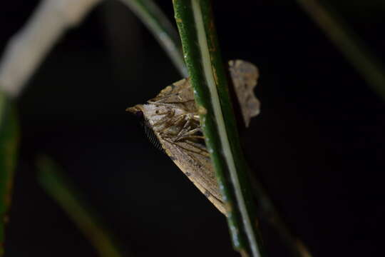 Image of brown fern moth