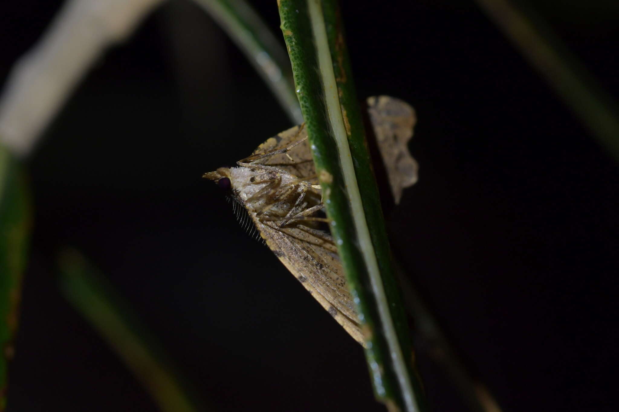 Image of brown fern moth