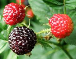 Image of black raspberry