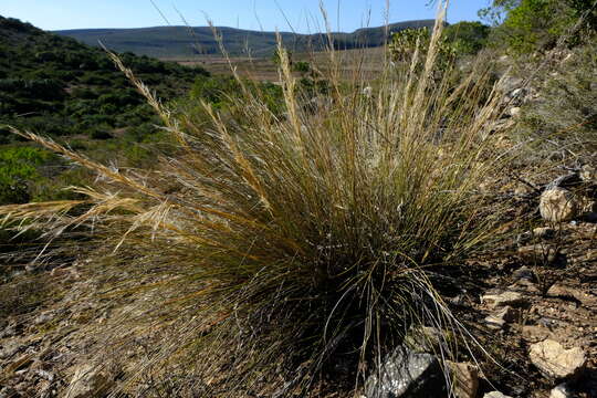 Image of Aristida junciformis subsp. junciformis