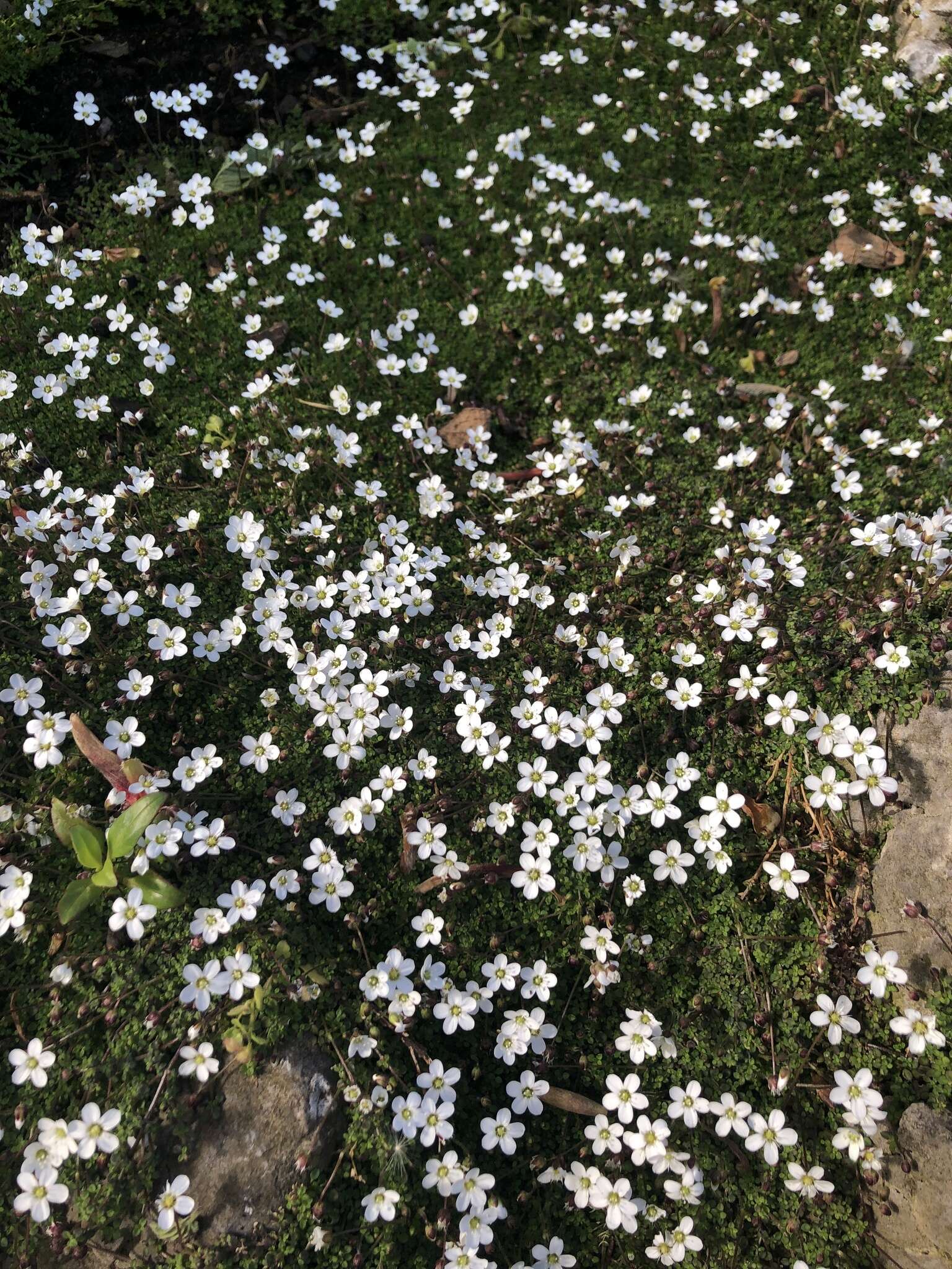 Imagem de Arenaria balearica L.