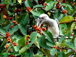 Image of Indian Grey Hornbill