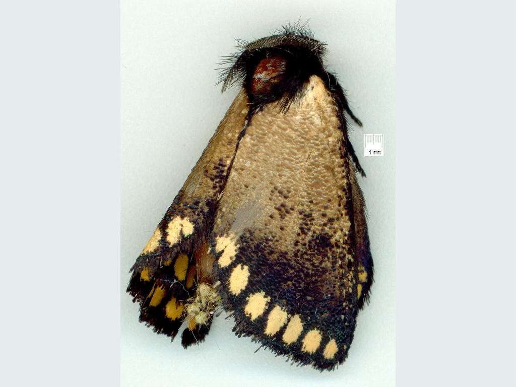 Image of Epicoma asbolina Turner 1902