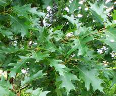 Image of Northern Red Oak