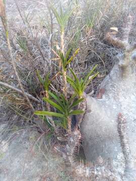 Image of Angraecum protensum Schltr.
