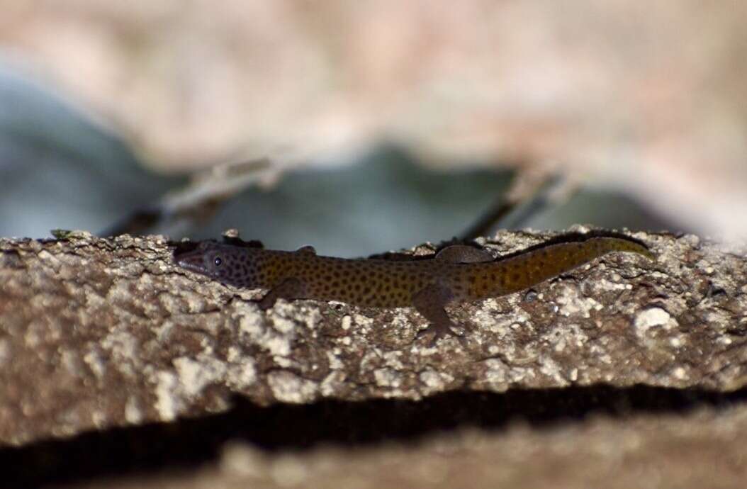 Sphaerodactylus dimorphicus Fong & Diaz 2004 resmi