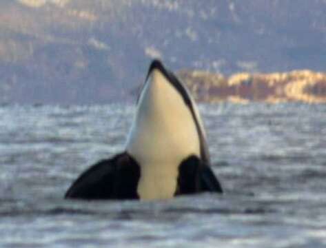 Image of killer whale