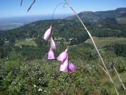 Image of Dierama pulcherrimum (Hook. fil.) Baker