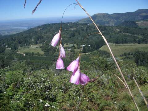 Plancia ëd Dierama pulcherrimum (Hook. fil.) Baker