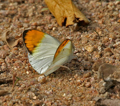 Sivun Colotis aurora (Cramer (1780)) kuva