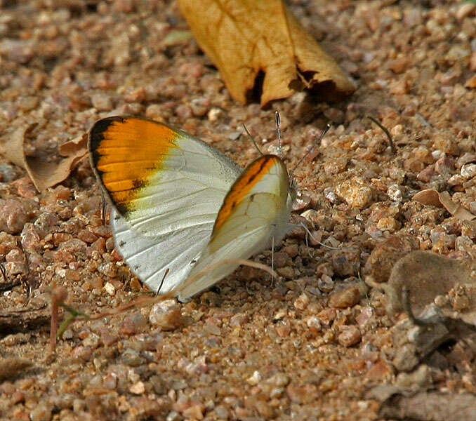 Sivun Colotis aurora (Cramer (1780)) kuva