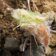 Image of cobblestone milkvetch