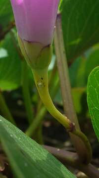 Ipomoea pes-caprae (L.) R. Brown resmi