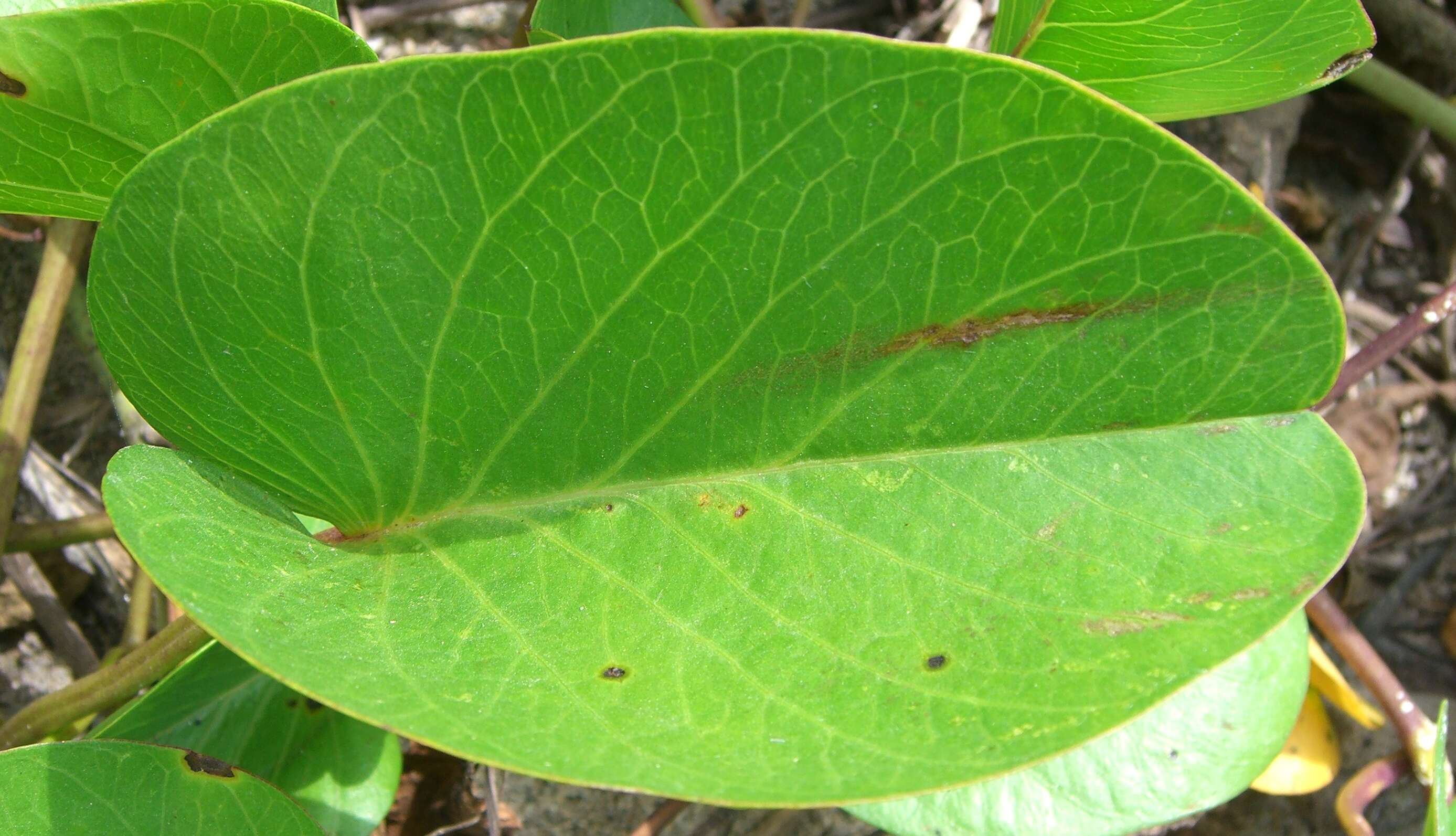 Ipomoea pes-caprae (L.) R. Brown resmi