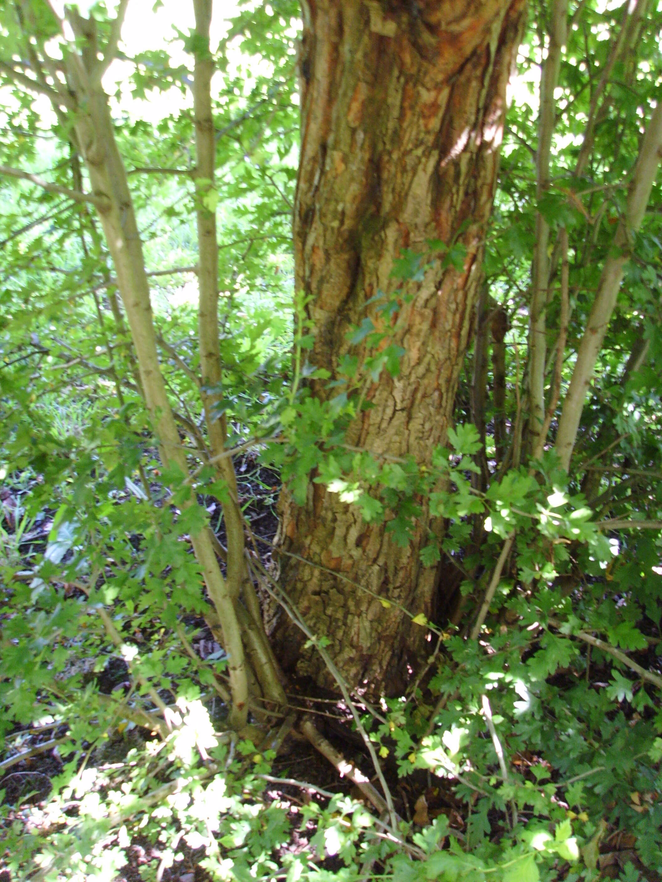 Image of Common Hawthorn