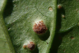 Imagem de Puccinia circaeae Pers. 1794