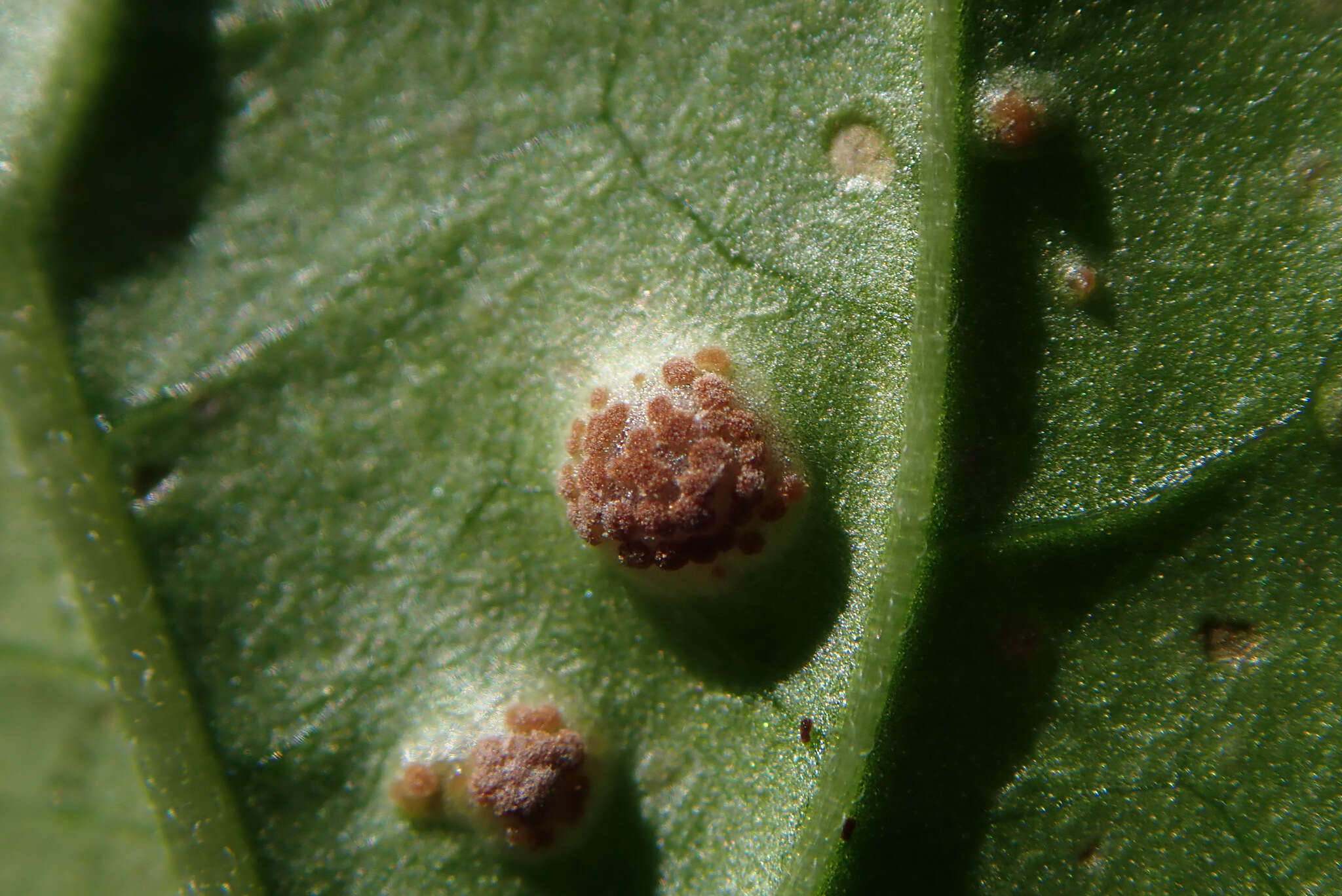 Imagem de Puccinia circaeae Pers. 1794