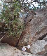 صورة Dianthus japigicus Bianco & S. Brullo