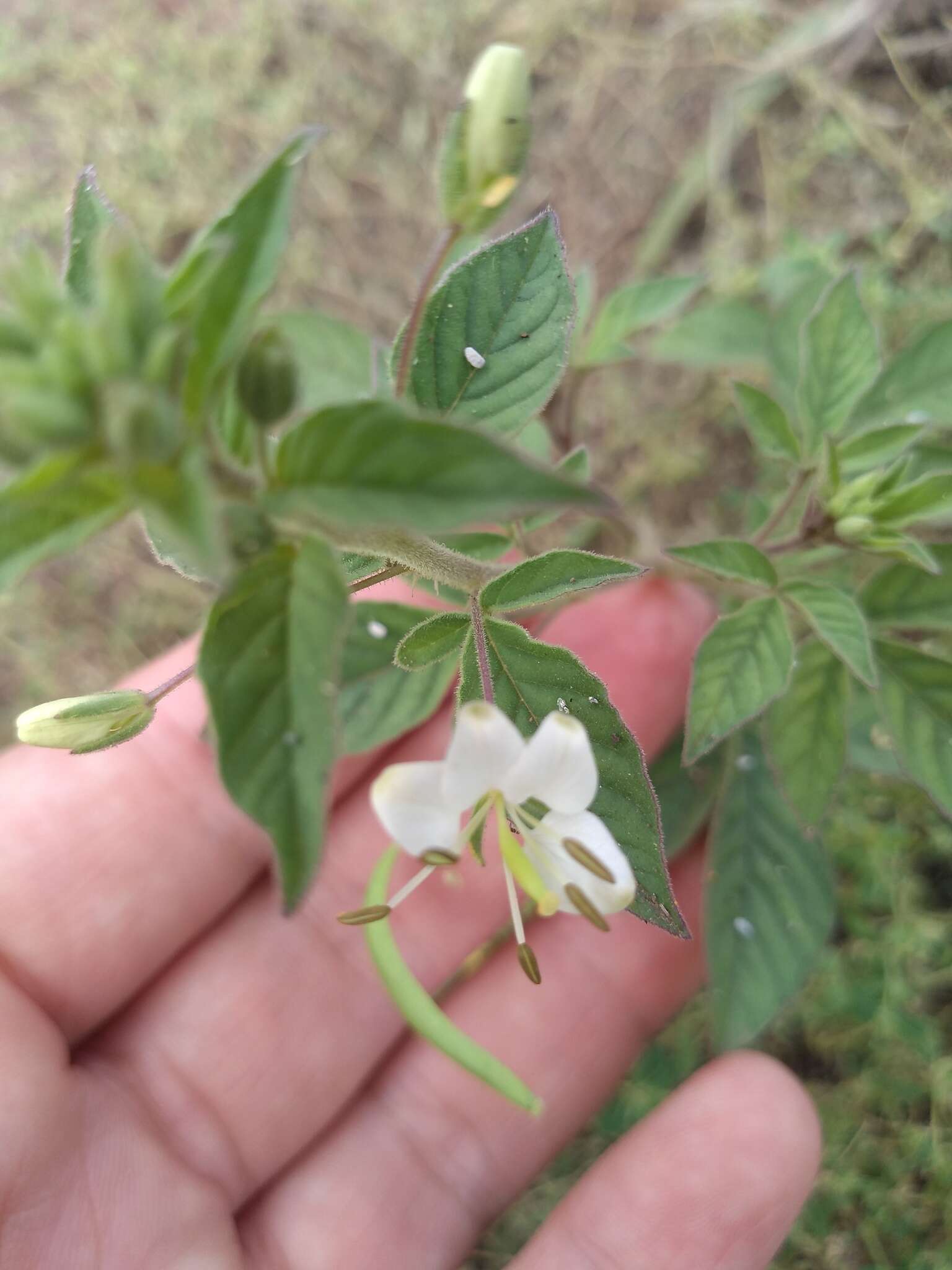 Слика од Hemiscola aculeata (L.) Rafin.