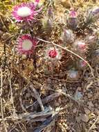 Imagem de Carlina pygmaea (Post) Holmboe