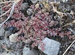 Image of Chorizanthe polygonoides var. polygonoides