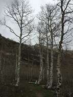 Image of quaking aspen