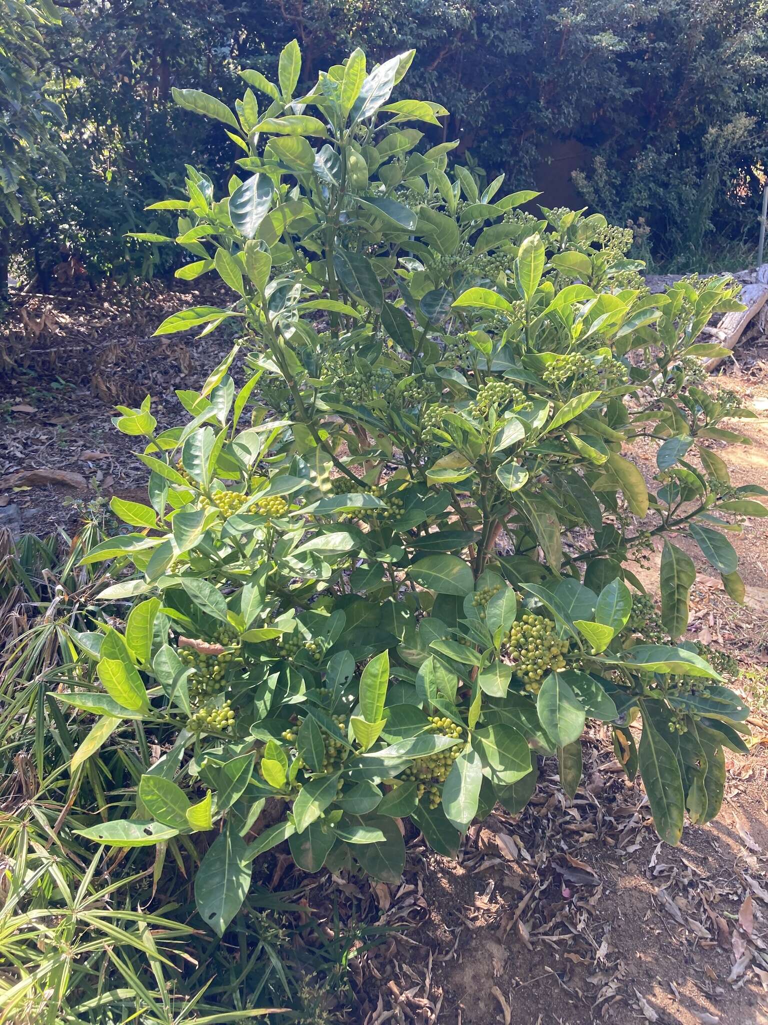 Sivun Psychotria capensis subsp. capensis kuva