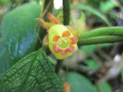 Image of Drymonia teuscheri (Raymond) J. L. Clark