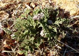 Image of Nevada biscuitroot