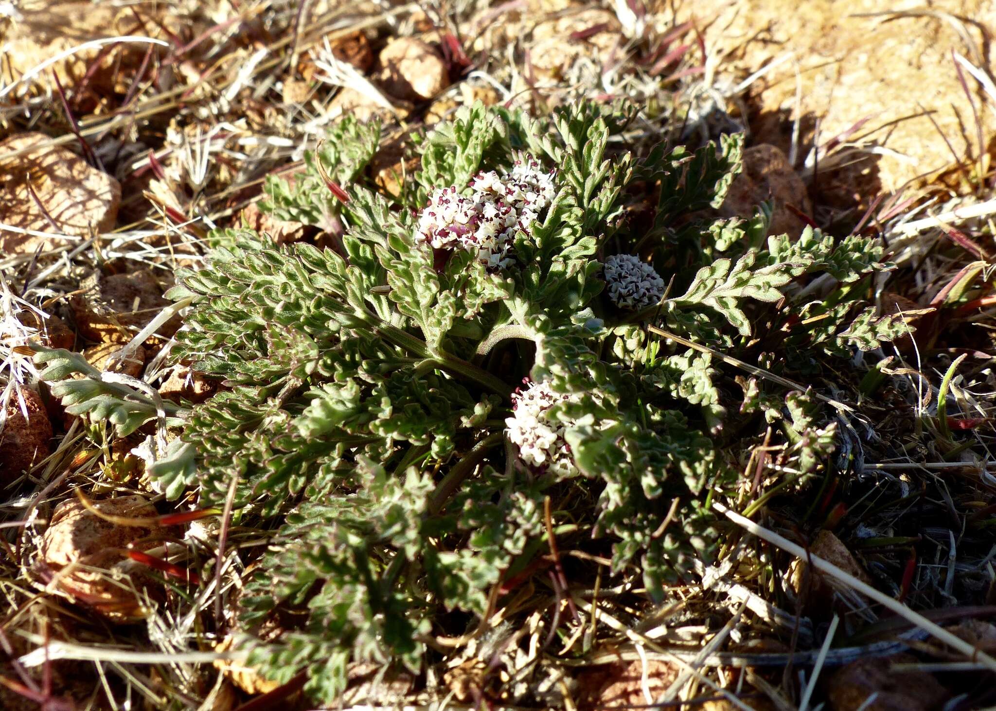 Image of Nevada biscuitroot