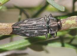 Image of Chrysobothris beyeri Schaeffer 1904