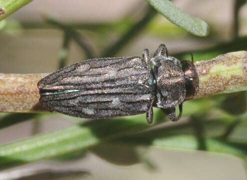 Image of Chrysobothris beyeri Schaeffer 1904