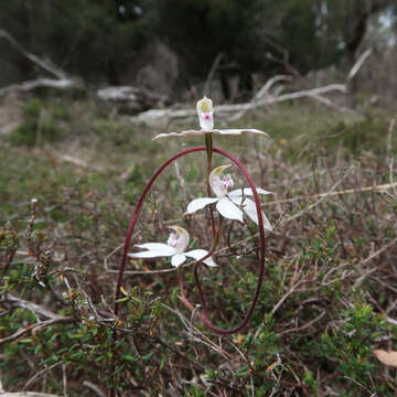 Image of Caladenia gracilis R. Br.