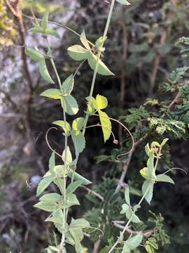 Basananthe triloba (Bolus) de Wilde的圖片