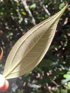 Sivun Rhodomyrtus pervagata G. P. Guymer kuva