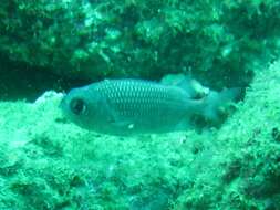 Image of Panamic soldierfish