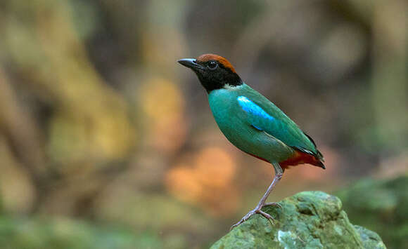 Pitta sordida cucullata Hartlaub 1843 resmi