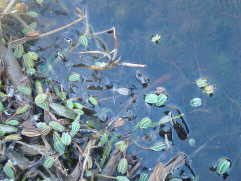 Image of Lachemilla diplophylla (Diels) Rothm.