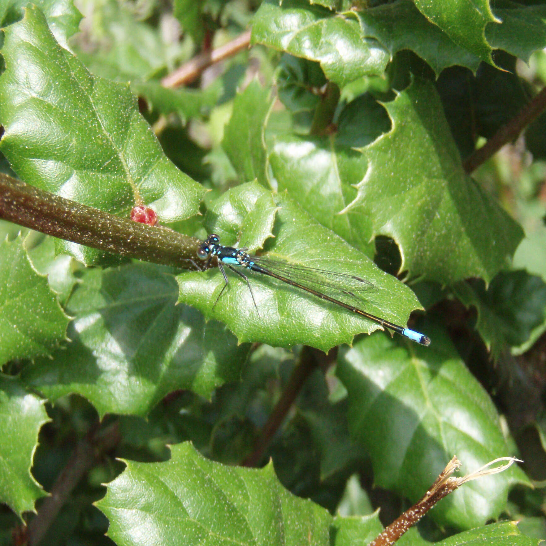 Image of Pacific Forktail