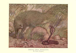 Image of Indian Gray Mongoose