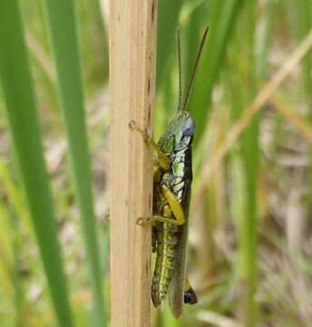 Image of Oxya hyla Serville 1831