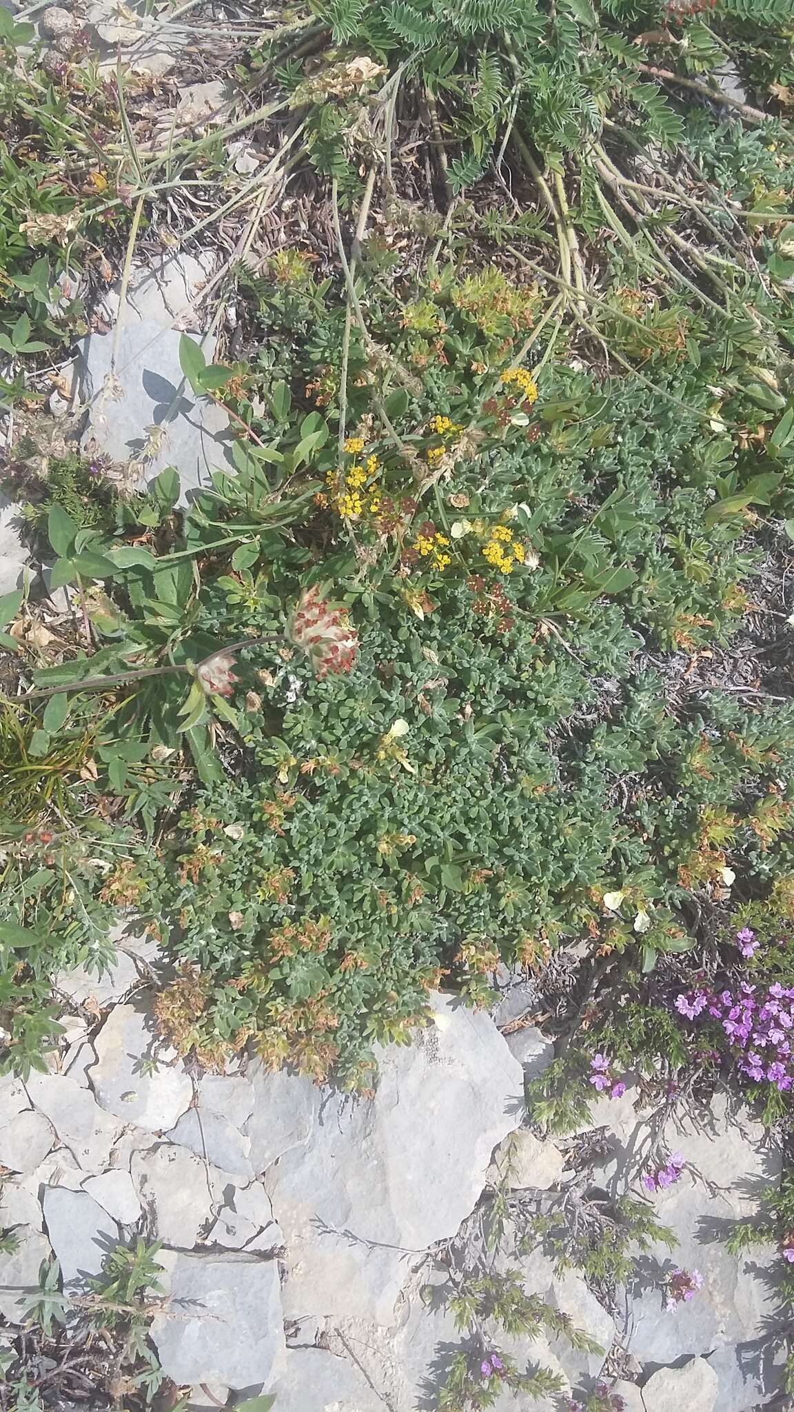 Sivun Teucrium montanum subsp. montanum kuva