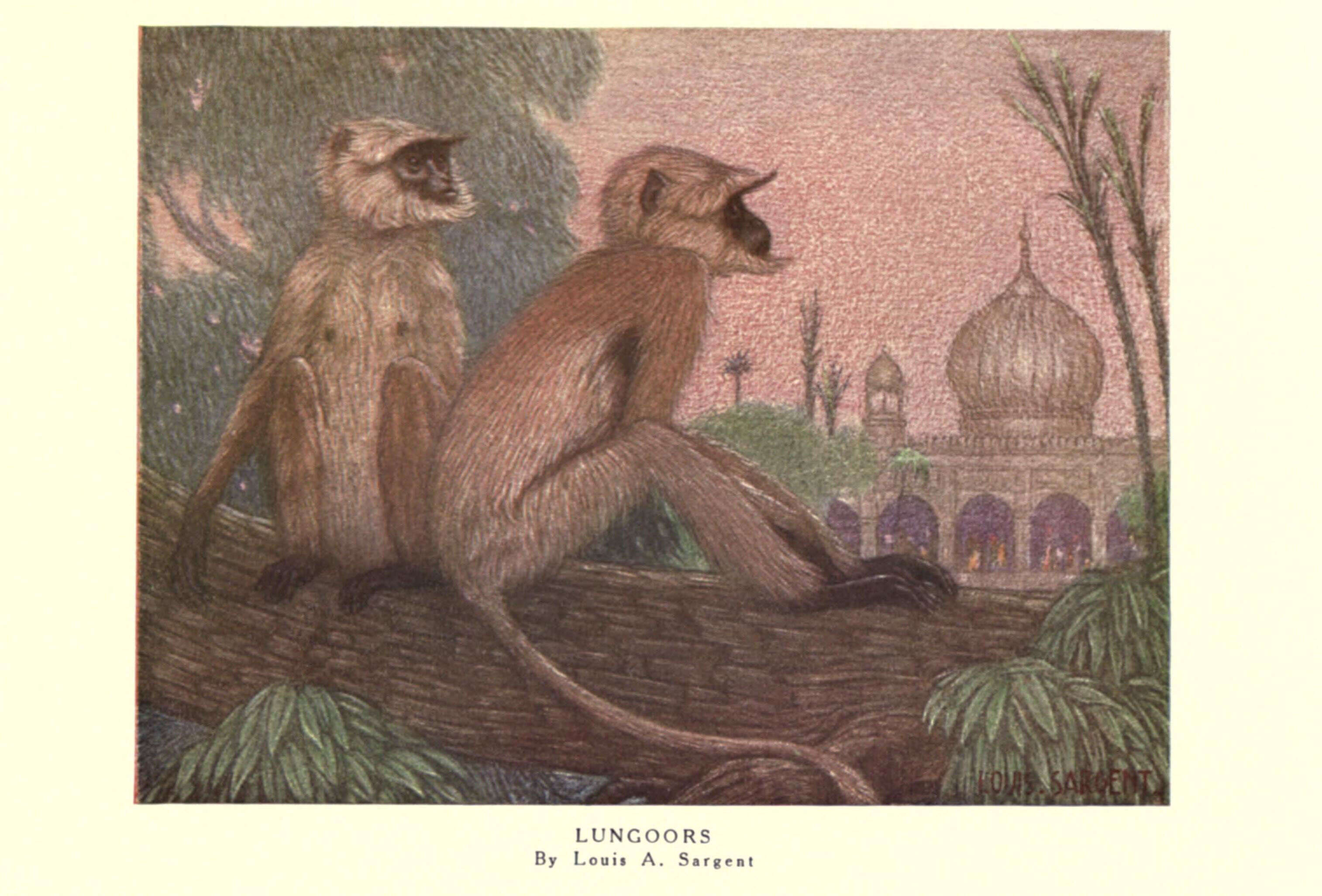 Слика од Semnopithecus entellus (Dufresne 1797)