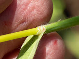 Image of Arizona brome